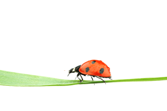 Red blade png transparent images free download vector files