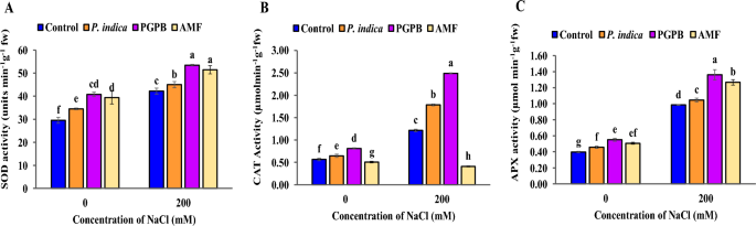 Augmentative role of arbuscular mycorrhizal fungi piriformospora indica and plant growth