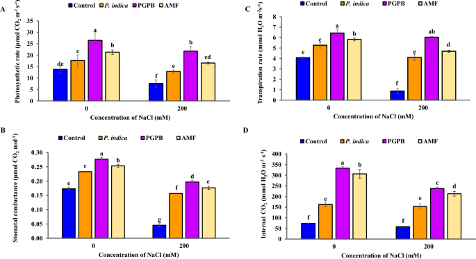 Augmentative role of arbuscular mycorrhizal fungi piriformospora indica and plant growth