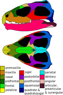 Tuatara