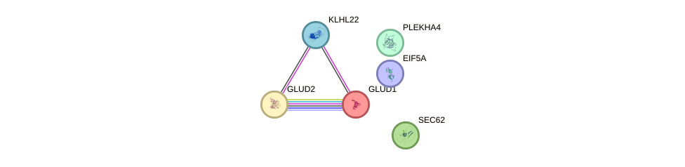 Glud gene