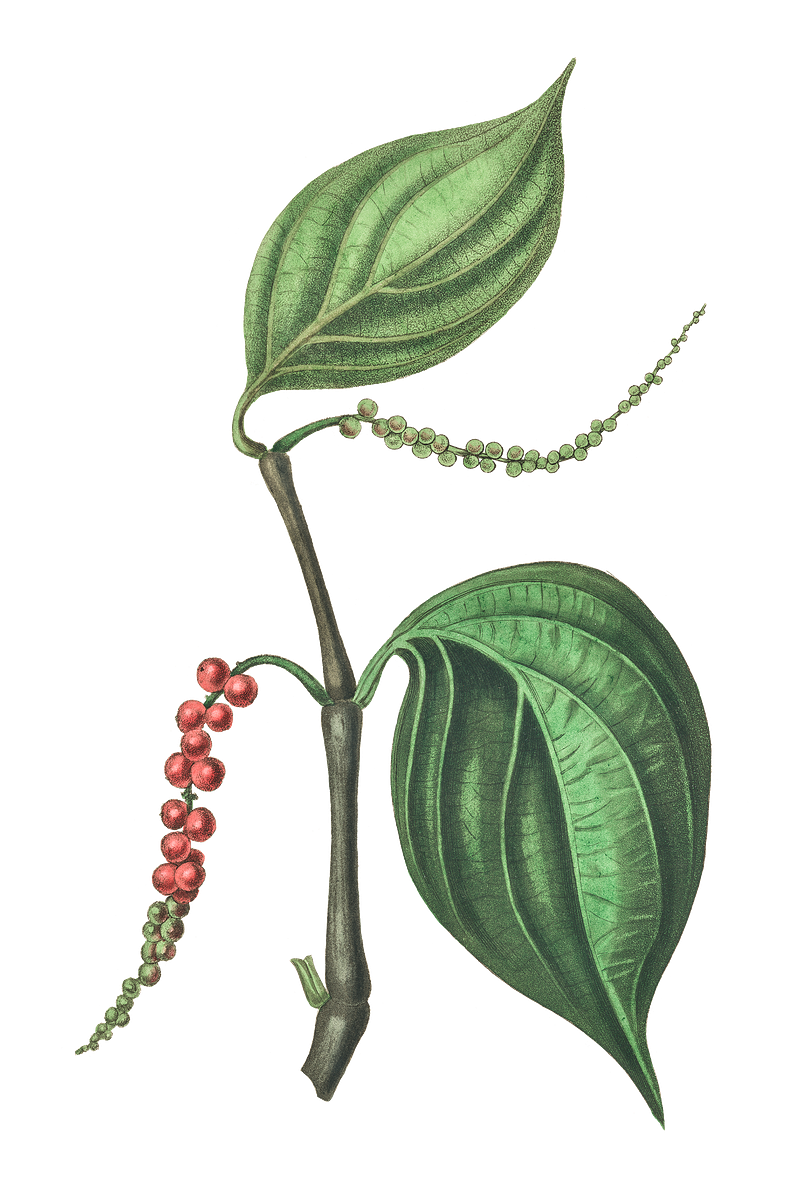 Peppercorn images free photos png stickers wallpapers backgrounds