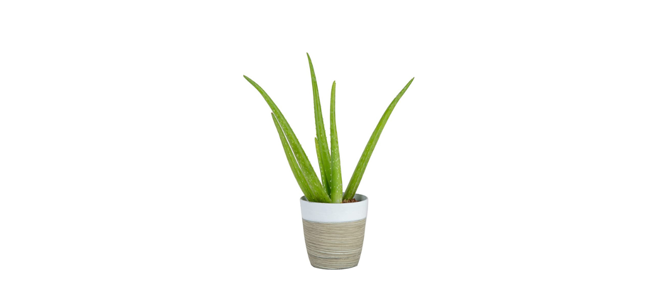 The best indoor plants for your apartment or rental â