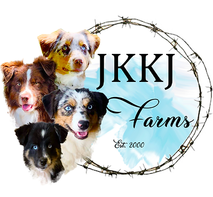 Australian shepherd jkkj farms united states