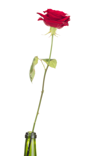 Espouse png transparent images free download vector files