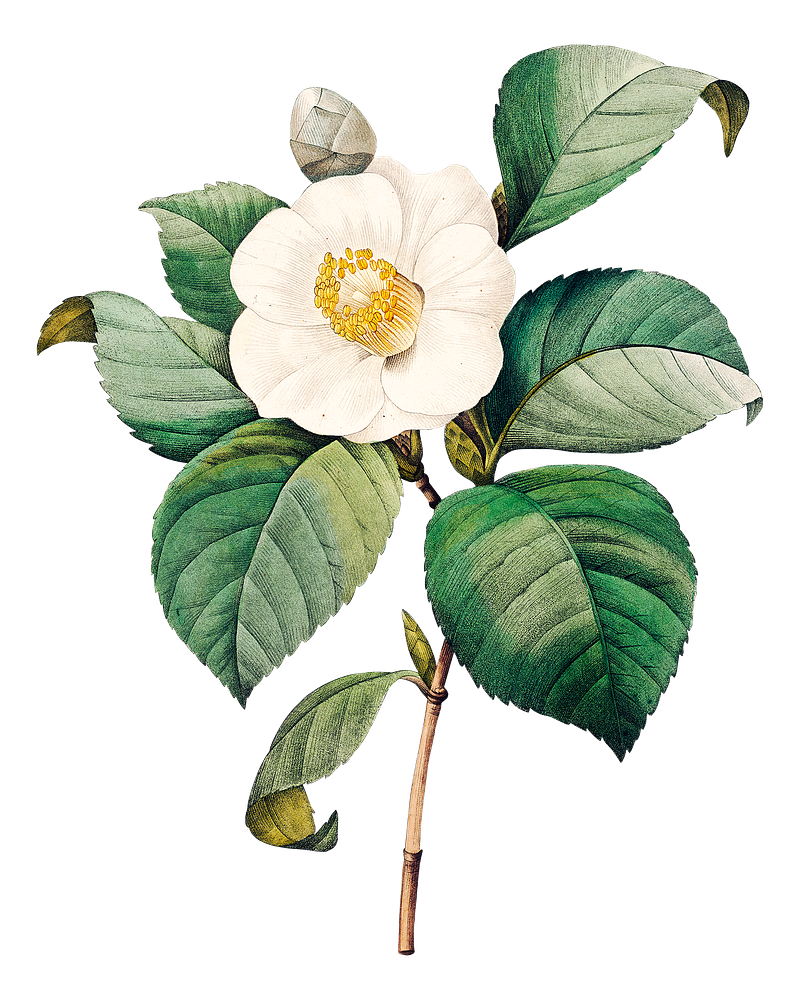 White japanese camellia flower png premium png sticker