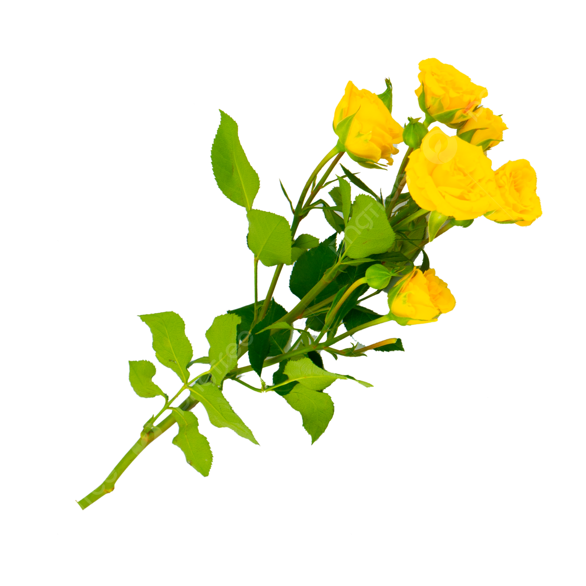 Romantic petal png transparent images free download vector files