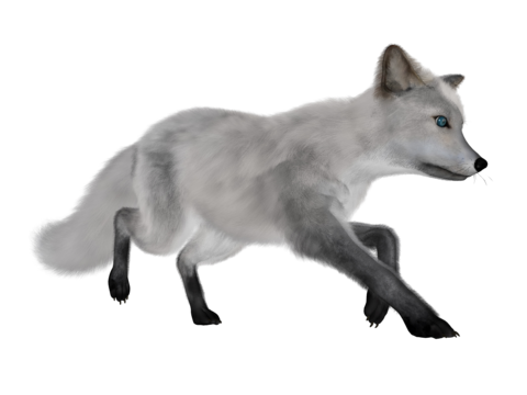 White fox png transparent images free download vector files