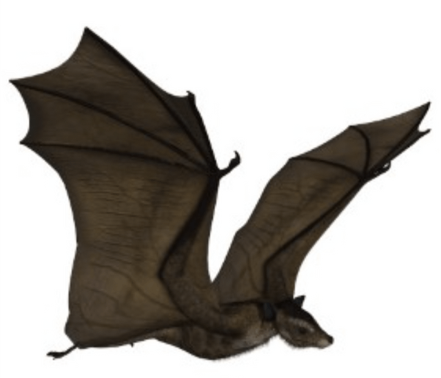 Bat facts