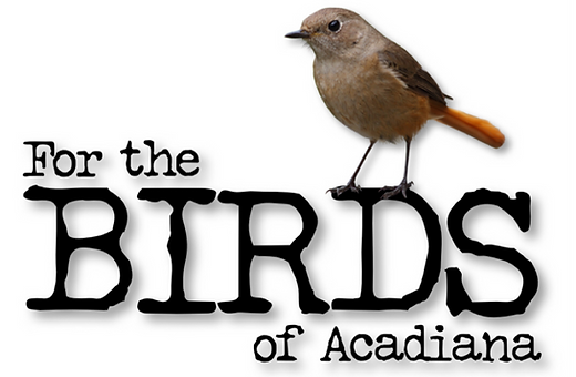 For the birds of acadiana wildlife rehabilitation lafayette louisiana usa