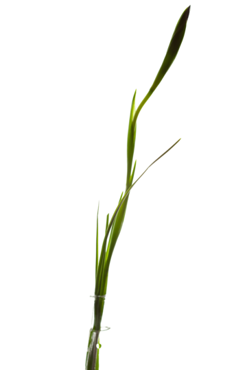 White shot png transparent images free download vector files