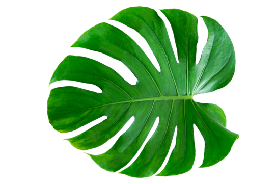Monstera leaves png transparent images free download vector files