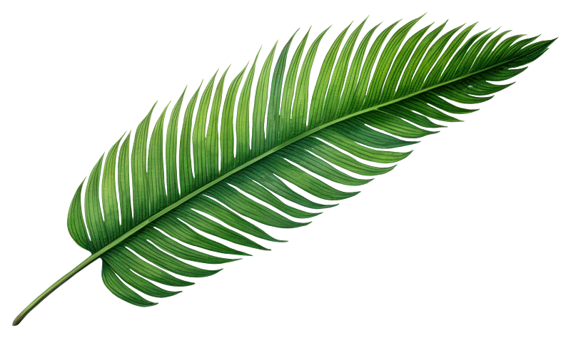 Leave of banana images free photos png stickers wallpapers backgrounds