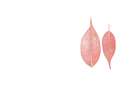 Ficus png transparent images free download vector files