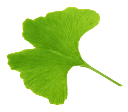 Ginkgo twigs png transparent images free download vector files