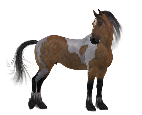 Bob marshall trail rider saddles