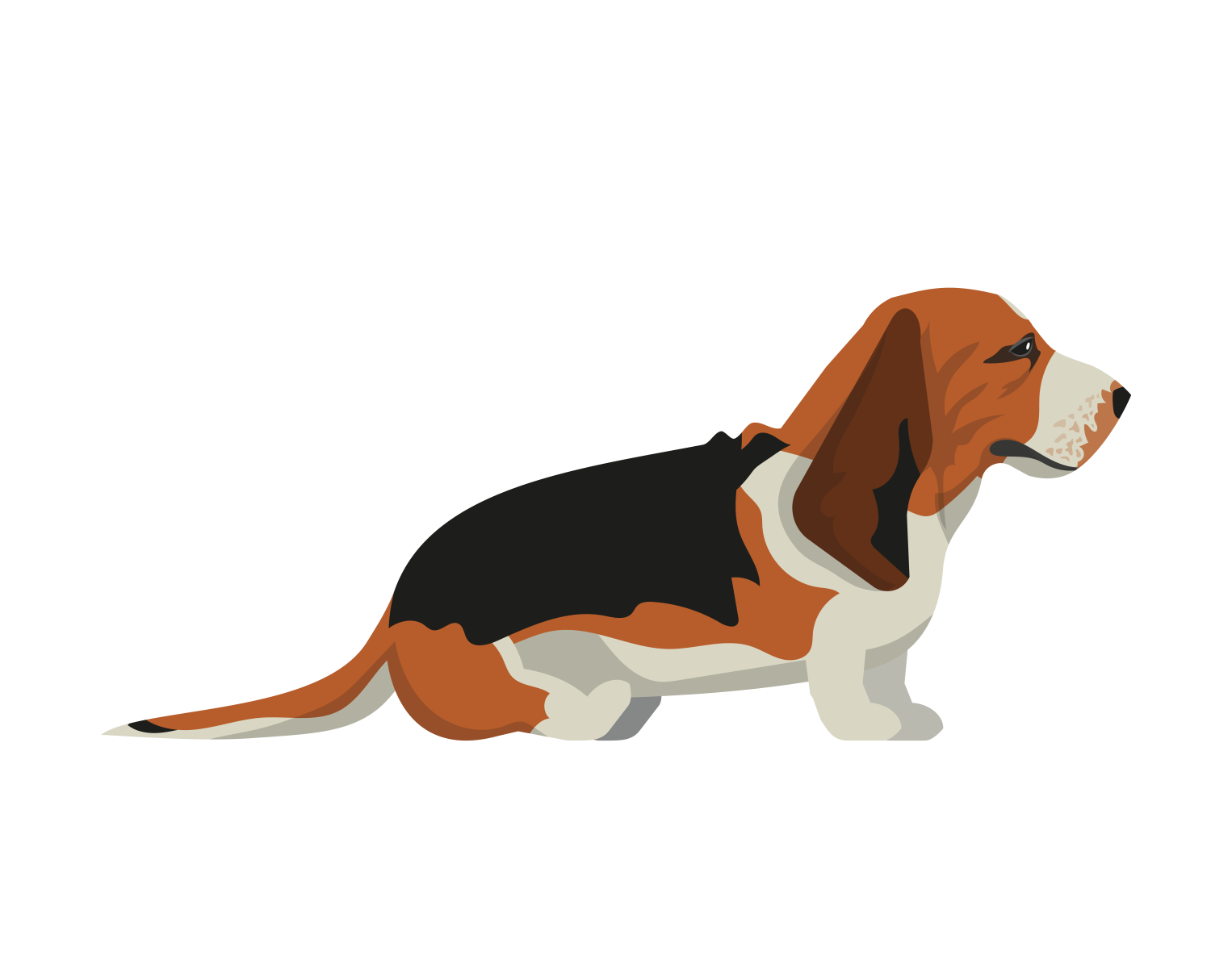 Side view basset hound dog vector by digitemb on