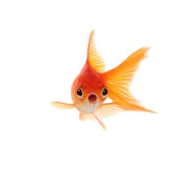 Goldfish png vector psd and clipart with transparent background for free download