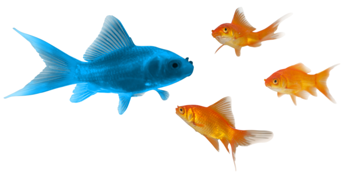 Goldfish png vector psd and clipart with transparent background for free download