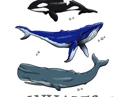 Ballenas volando projects photos videos logos illustrations and branding on