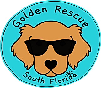 Golden retreiver rescue adopt a golden from grsf