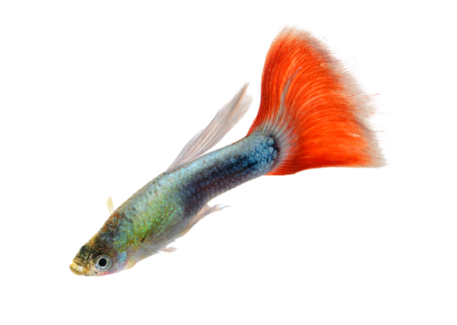 Guppy fish png transparent images free download vector files