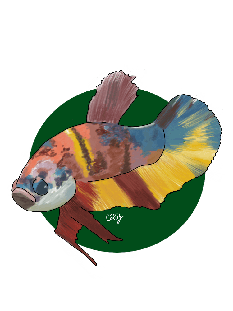 I want to draw bettas send me pictures of your little model rbettafish