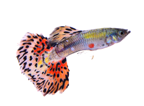 Guppy fish png transparent images free download vector files