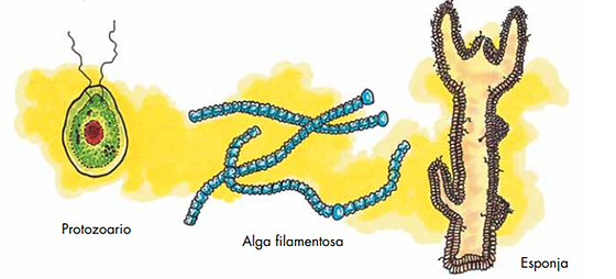 Biologãa cienciasnaturales