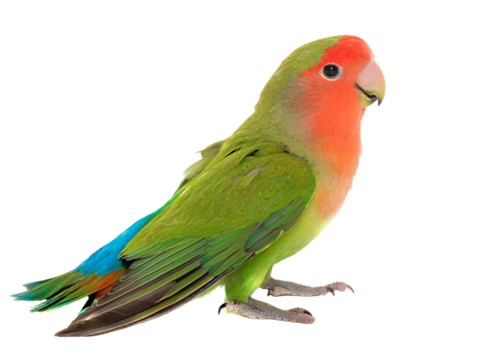 Lovebirds png transparent images free download vector files