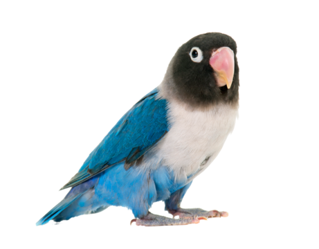 Lovebirds png transparent images free download vector files