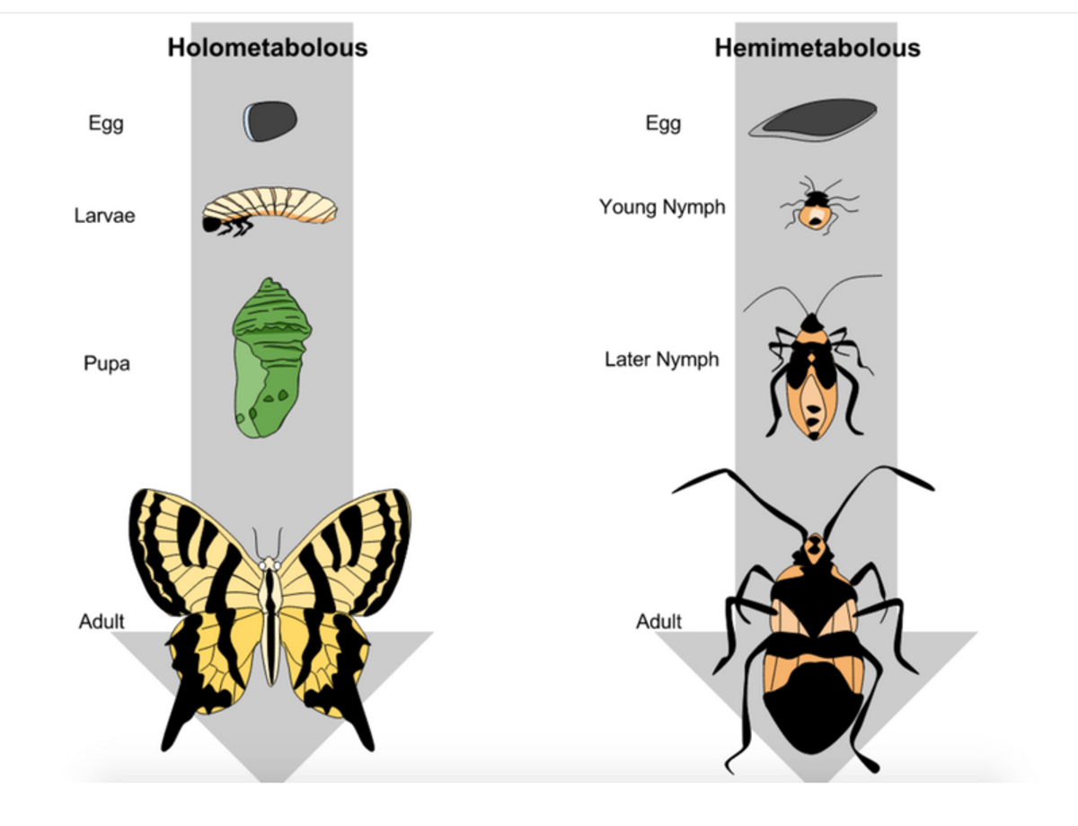 New mexicos state butterfly