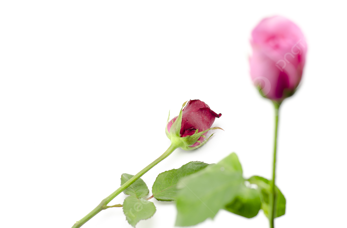 Beautiful rose white background images hd pictures and wallpaper for free download