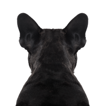 Dog back png transparent images free download vector files