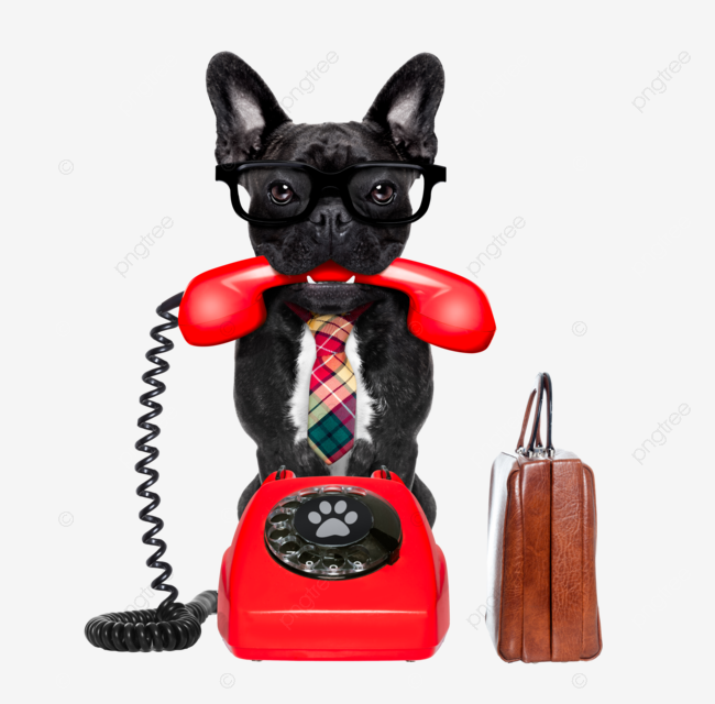 Dog on the phone old phone bulldog pet png transparent image and clipart for free download