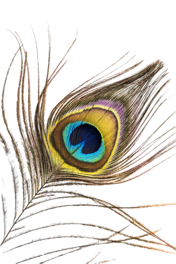 Peacock feather png transparent images free download vector files