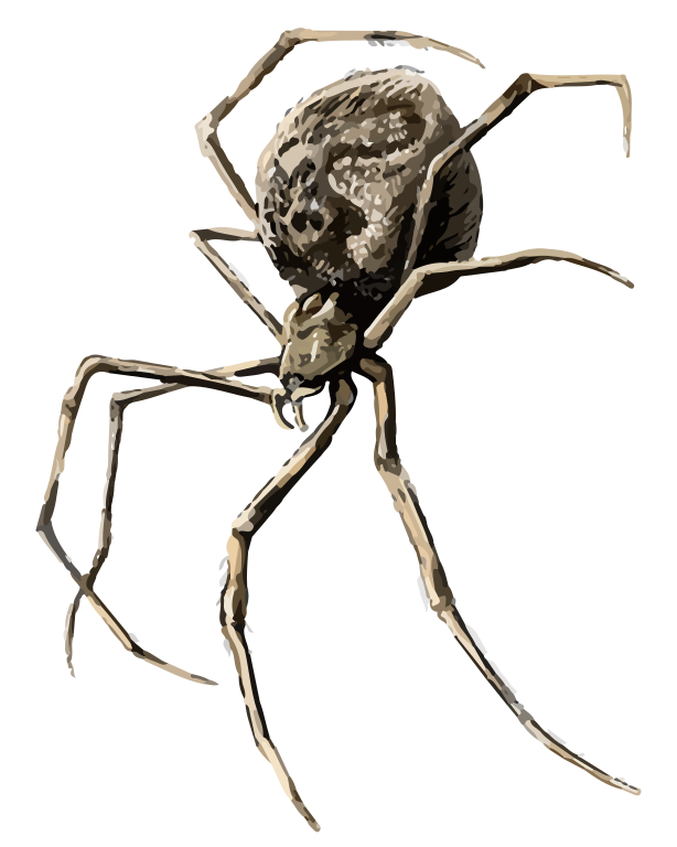 File coon house spidersvg