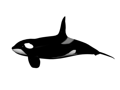 Killer whale png vector psd and clipart with transparent background for free download