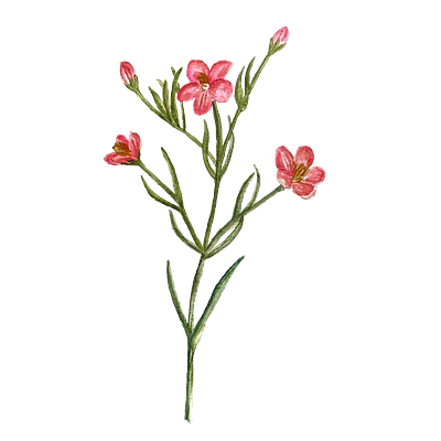 Botanical line art designs themes templates and downloadable graphic elements on