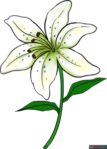 Easy flower drawings with step