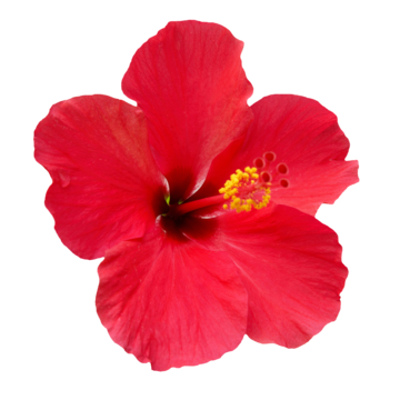 Hibiscus png vector psd and clipart with transparent background for free download
