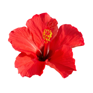 Hibiscus png vector psd and clipart with transparent background for free download