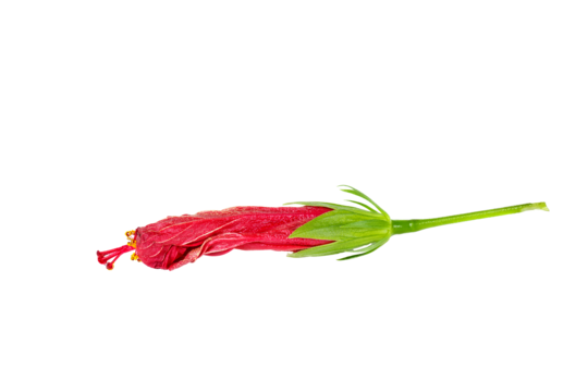 Hibiscus flower png transparent images free download vector files