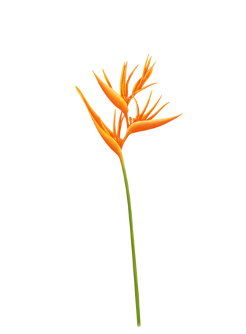Tropical flower png transparent images free download vector files