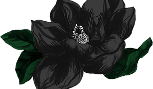 Black magnolia an unequivocal southern belle sherry d henderson