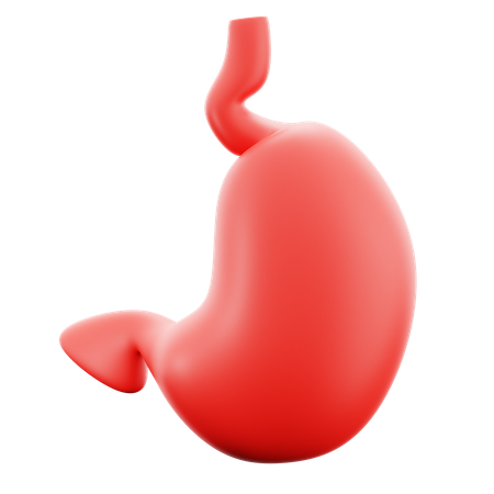 D stomach organ illustrations