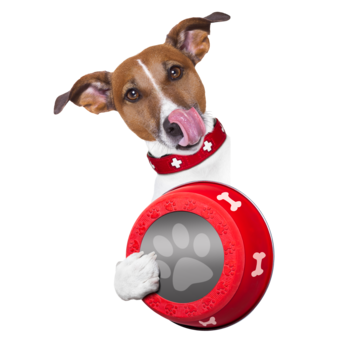 Dog bowl png transparent images free download vector files