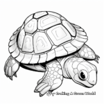 Turtle shell coloring pages
