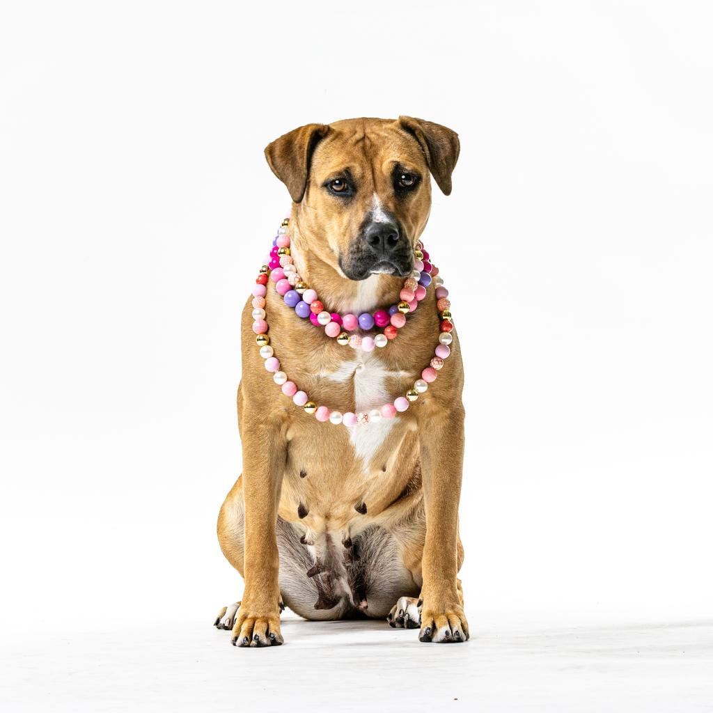 Adoptable dogs puppies in reno nv