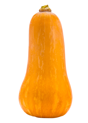 Butternut png transparent images free download vector files